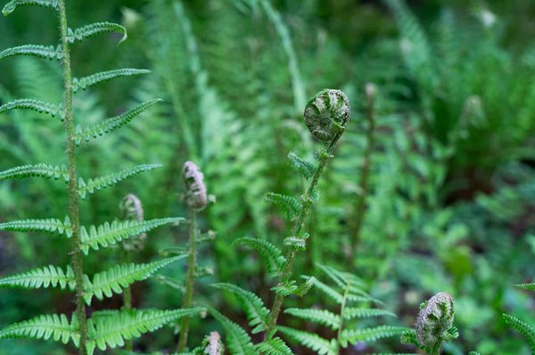 Comment un jeu de gestion de ferme biologique peut-il éduquer les joueurs sur les pratiques agricoles durables et la biodiversité?